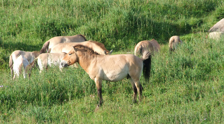 Przewalski's horses grazing in Khustai National Park