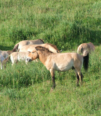 Przewalski's horses grazing in Khustai National Park