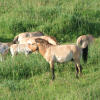 Przewalski's horses grazing in Khustai National Park