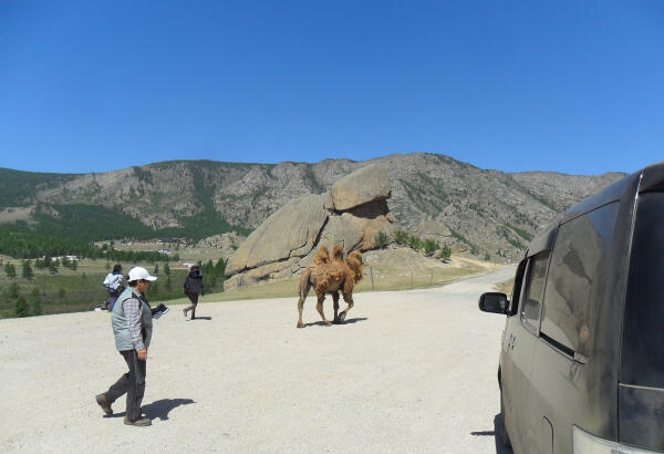 A Bactrian camel and tourists walk near the iconic Turtle Rock granite formation in Terelj National Park, under a blue sky.