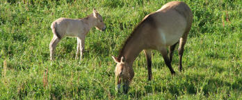 Takhi wild horse with foal, Khustai National Park